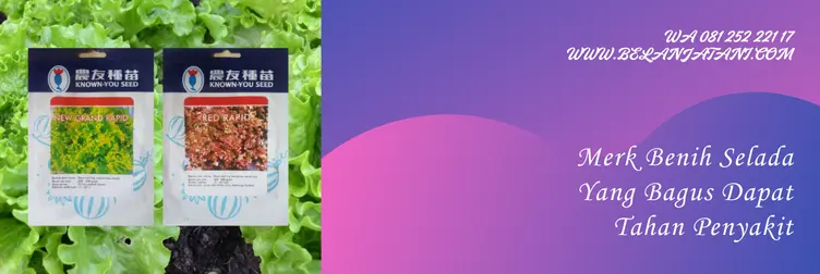 benih selada yang bagus, bibit selada yang bagus, bibit selada, jual bibit selada terdekat, Belanja Tani