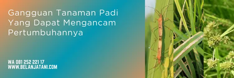 Jual Merk Pestisida Untuk Padi Yang Menjadi Idola Petani | Belanja Tani obat pestisida, pestisida padi, pestisida padi terbaik, obat pestisida untuk padi, Belanja Tani