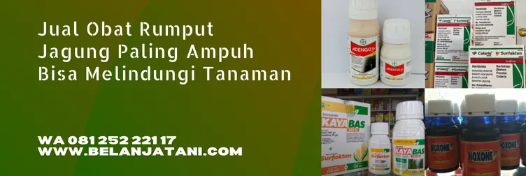 obat rumput paling ampuh, obat gulma jagung, racun rumput untuk jagung, obat rumput liar paling ampuh, Belanja Tani