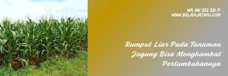 obat rumput paling ampuh, obat gulma jagung, racun rumput untuk jagung, obat rumput liar paling ampuh, Belanja Tani