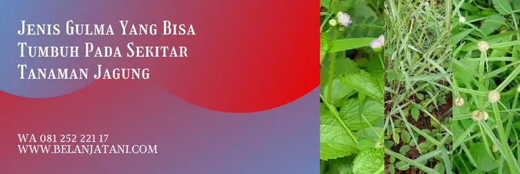 obat rumput paling ampuh, obat gulma jagung, racun rumput untuk jagung, obat rumput liar paling ampuh, Belanja Tani