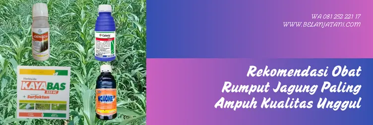 obat rumput paling ampuh, obat gulma jagung, racun rumput untuk jagung, obat rumput liar paling ampuh, Belanja Tani