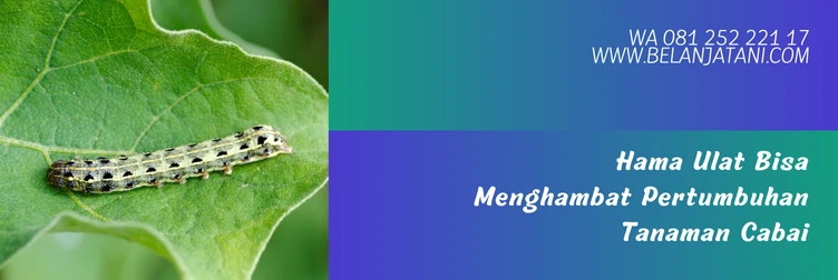 obat ulat cabe paling ampuh, racun ulat paling ampuh, insektisida pembasmi ulat pada cabe, obat ulat cabe, Belanja Tani