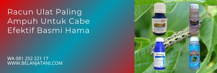 obat ulat cabe paling ampuh, racun ulat paling ampuh, insektisida pembasmi ulat pada cabe, obat ulat cabe, Belanja Tani