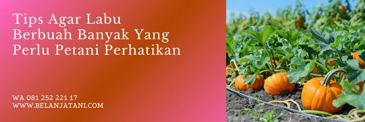 Jual Benih Tanaman Labu Harga Murah Berkualitas Terbaik | Belanja Tani cara menanam labu kuning agar berbuah lebat, tanaman labu, cara menanam labu agar berbuah lebat, budidaya labu, Belanja Tani