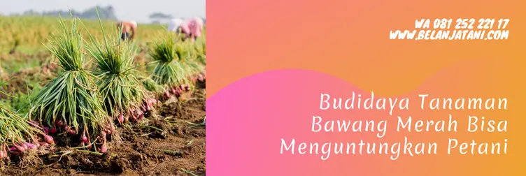 masa panen bawang merah, umur panen bawang merah, berapa lama bawang merah panen, waktu panen bawang merah, Belanja Tani
