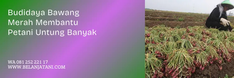 zpt untuk bawang merah, zpt untuk tanaman bawang merah, zpt terbaik, merk zpt terbaik, Belanja Tani