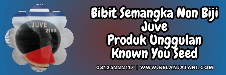 benih,mendikai,tembikai,f1,juve f1,belanja tani