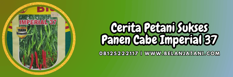cerita,petani,sukses,budidaya,belanja tani