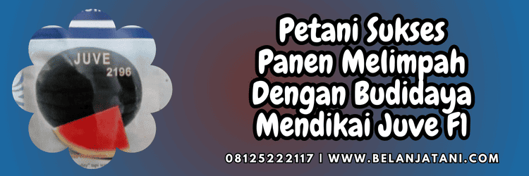 petani,budidaya,budidaya semangka,budidaya semangka non biji,belanja tani