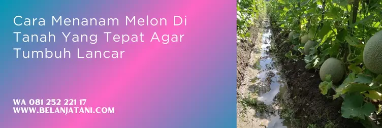 teknik budidaya melon terbaru, cara menanam melon dari biji, menanam melon, cara menanam buah melon, cara menanam melon di sawah