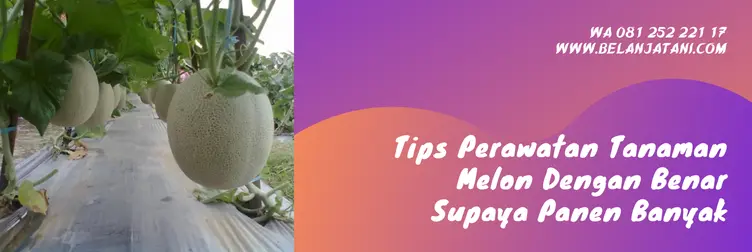 teknik budidaya melon terbaru, cara menanam melon dari biji, menanam melon, cara menanam buah melon, cara menanam melon di sawah