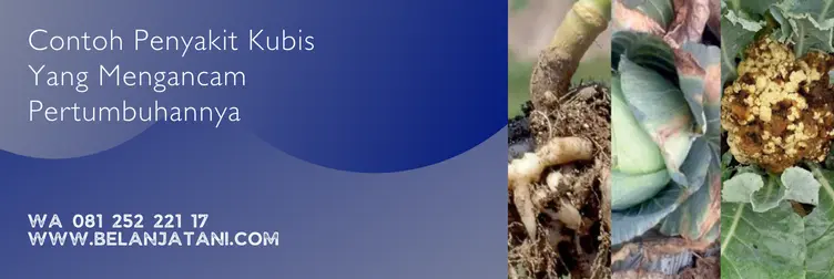 fungisida untuk kubis, fungisida untuk kubis di musim hujan, fungisida untuk bercak daun kubis, fungisida terbaik, Belanja Tani