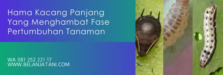 insektisida sistemik untuk kacang panjang, insektisida kacang panjang, budidaya tanaman kacang panjang, insektisida terbaik, Belanja Tani