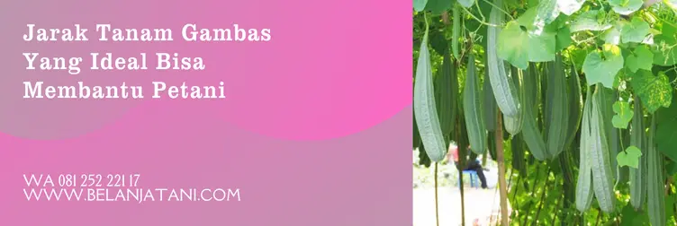 jarak tanam gambas ideal, jarak tanam ideal untuk gambas, jarak tanam tanaman gambas, tanaman gambas, Belanja Tani