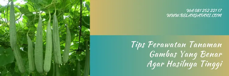 jarak tanam gambas ideal, jarak tanam ideal untuk gambas, jarak tanam tanaman gambas, tanaman gambas, Belanja Tani