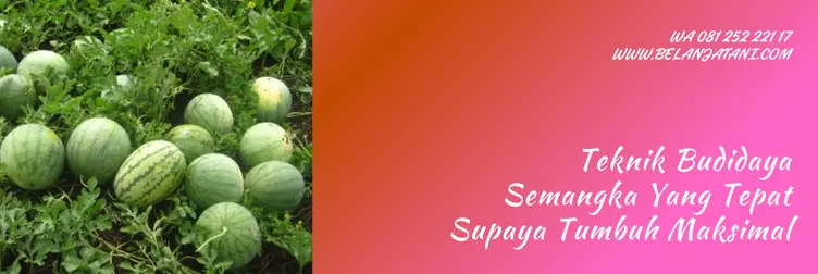 pupuk untuk semangka, pupuk untuk semangka yang bagus, pupuk semangka biar buah besar, pupuk semangka terbaik, Belanja Tani