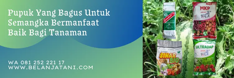 pupuk untuk semangka, pupuk untuk semangka yang bagus, pupuk semangka biar buah besar, pupuk semangka terbaik, Belanja Tani