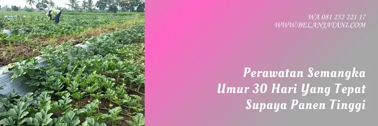 umur tanaman semangka, semangka umur 1 bulan, perawatan semangka, semangka usia 30 hari, Belanja Tani