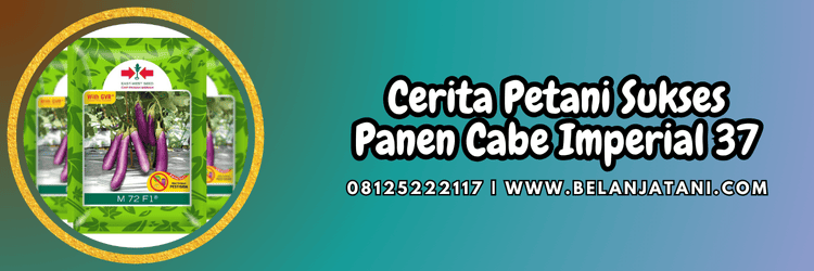 cerita,petani,sukses,budidaya,budidaya terong,belanja tani