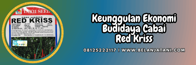 keunggulan,ekonomi,budidaya,budidaya cabai,belanja tani