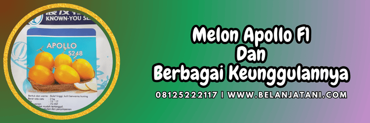 tanaman,tanaman melon,hibrida,melon golden apollo,belanja tani