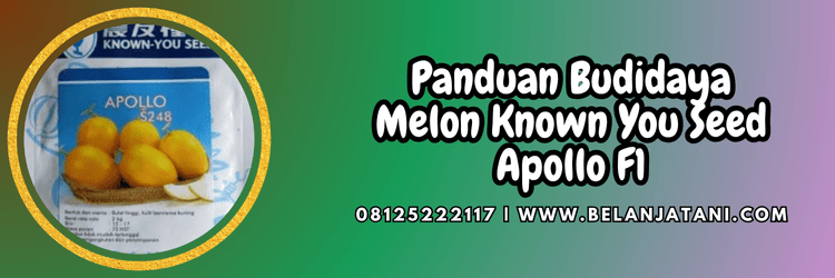 panduan,budidaya,budidaya melon,budidaya tanaman melon,belanja tani