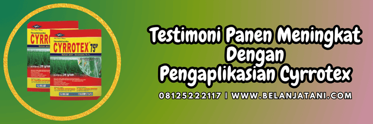 testimoni,panen,petani,sukses,budidaya,budidaya tanaman,belanja tani,cyrrotex insektisida