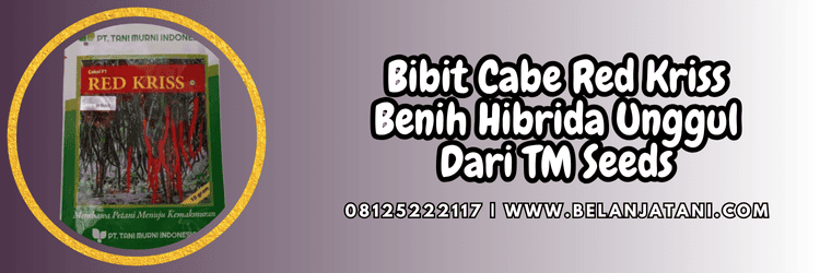 benih,cabe keriting,cmk,cabe merah keriting,red kriss f1,tani murni,tm seeds,belanja tani