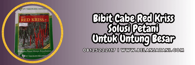 bibit,cabe,red kriss,f1,belanja tani