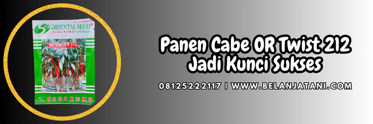 petani,cara menanam cabe,panen,budidaya cabai,belanja tani