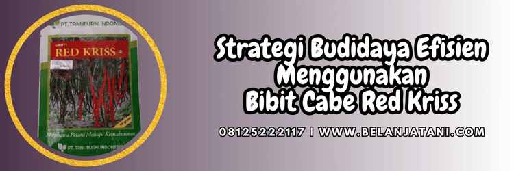 strategi,budidaya,tanaman,tanaman cabe,belanja tani
