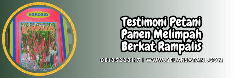 testimoni,petani,budidaya,budidaya cabe keriting,belanja tani,agrosid