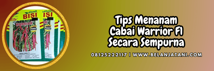 tips,menanam,budidaya,budidaya cabe,belanja tani