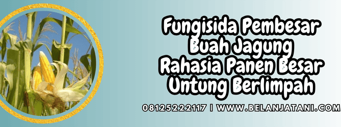 fungisida pembesar buah jagung,fungisida,jagung,buah,belanja tani