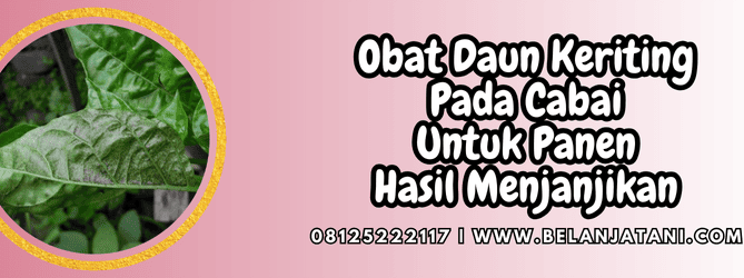obat daun keriting pada cabai,obat,daun,keriting,cabai,belanja tani