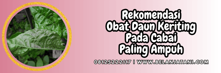 rekomendasi,produk,cabe,budidaya,budidaya cabai,budidaya cabe,belanja tani