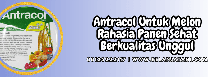 antracol untuk melon,antracol,antracol 70 wp,melon,belanja tani