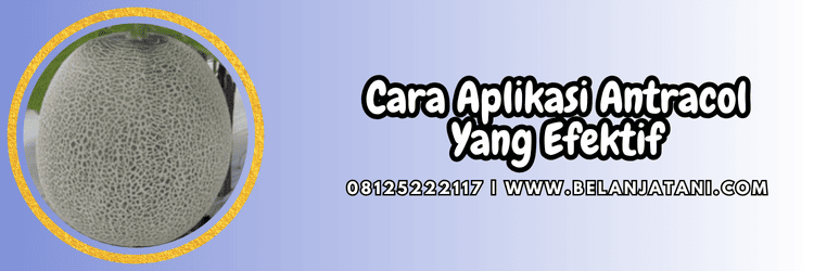 cara,aplikasi,penggunaan,pestisida,belanja tani,antracol bayer,bayer antracol