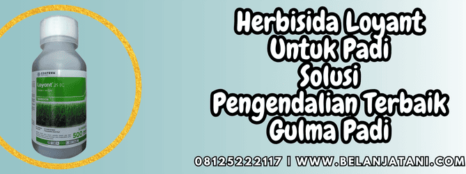 herbisida loyant untuk padi,herbisida,loyant,padi,belanja tani