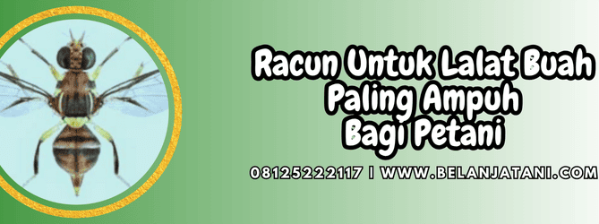 racun untuk lalat buah,racun,lalat,lalat buah,belanja tani