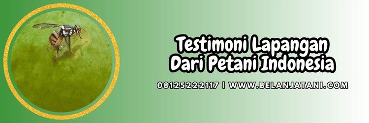 testimoni,petani,review,budidaya tanaman,belanja tani