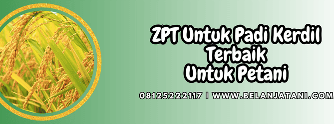 zpt untuk padi kerdil,zpt,padi,kerdil,belanja tani