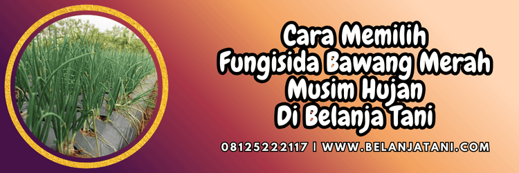 cara,memilih,produk,budidaya bawang merah,belanja tani