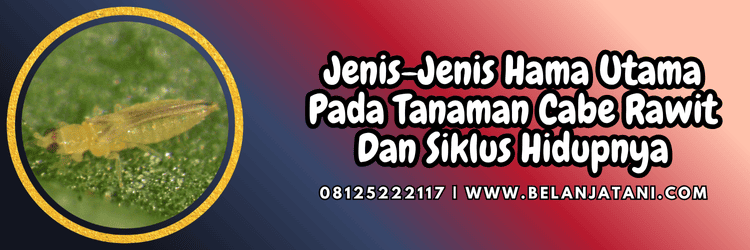 jenis,hama,serangga,hama serangga,belanja tani