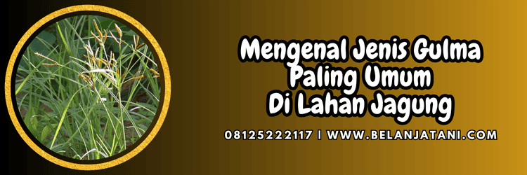 petani,budidaya,tanaman,budidaya tanaman,belanja tani