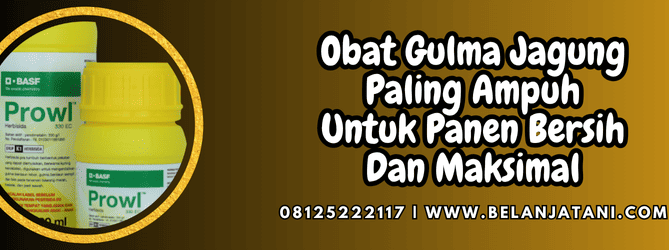 obat gulma jagung paling ampuh,obat,gulma,jagung,belanja tani