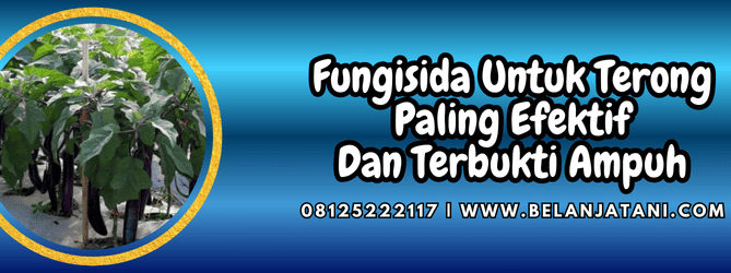 fungisida untuk terong,fungisida,terong,jamur,belanja tani