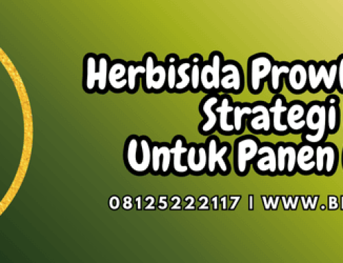 Herbisida Prowl Untuk Padi Strategi BASF Untuk Panen Maksimal