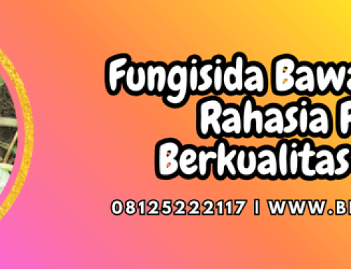 Fungisida Bawang Merah Rahasia Panen Berkualitas Unggul
